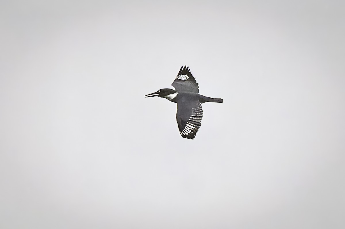 Belted Kingfisher - ML646953791