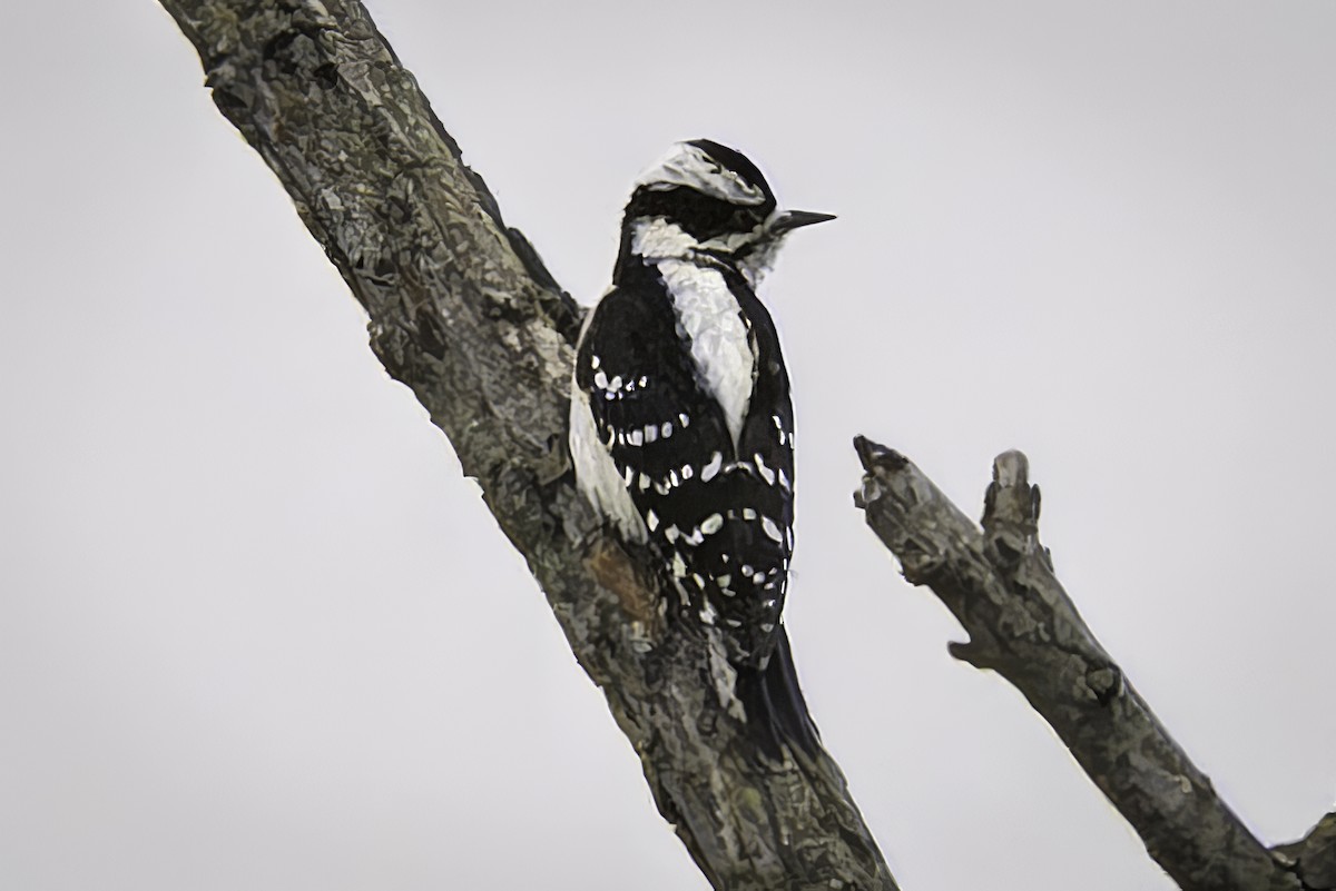 Downy Woodpecker - ML646953795