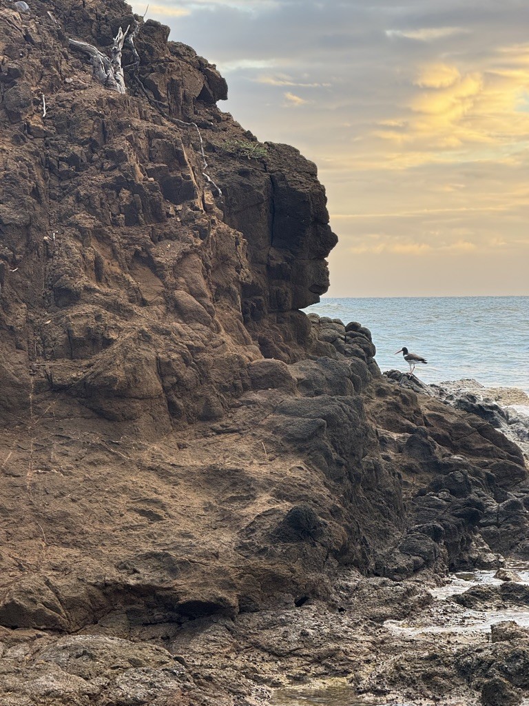 American Oystercatcher - ML646953803