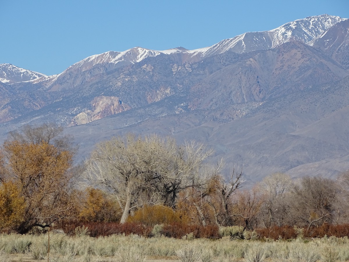 Amerika Kargası - ML646953804