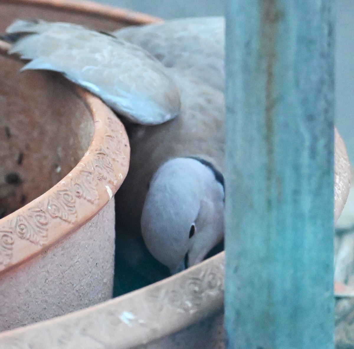 Eurasian Collared-Dove - ML646953805