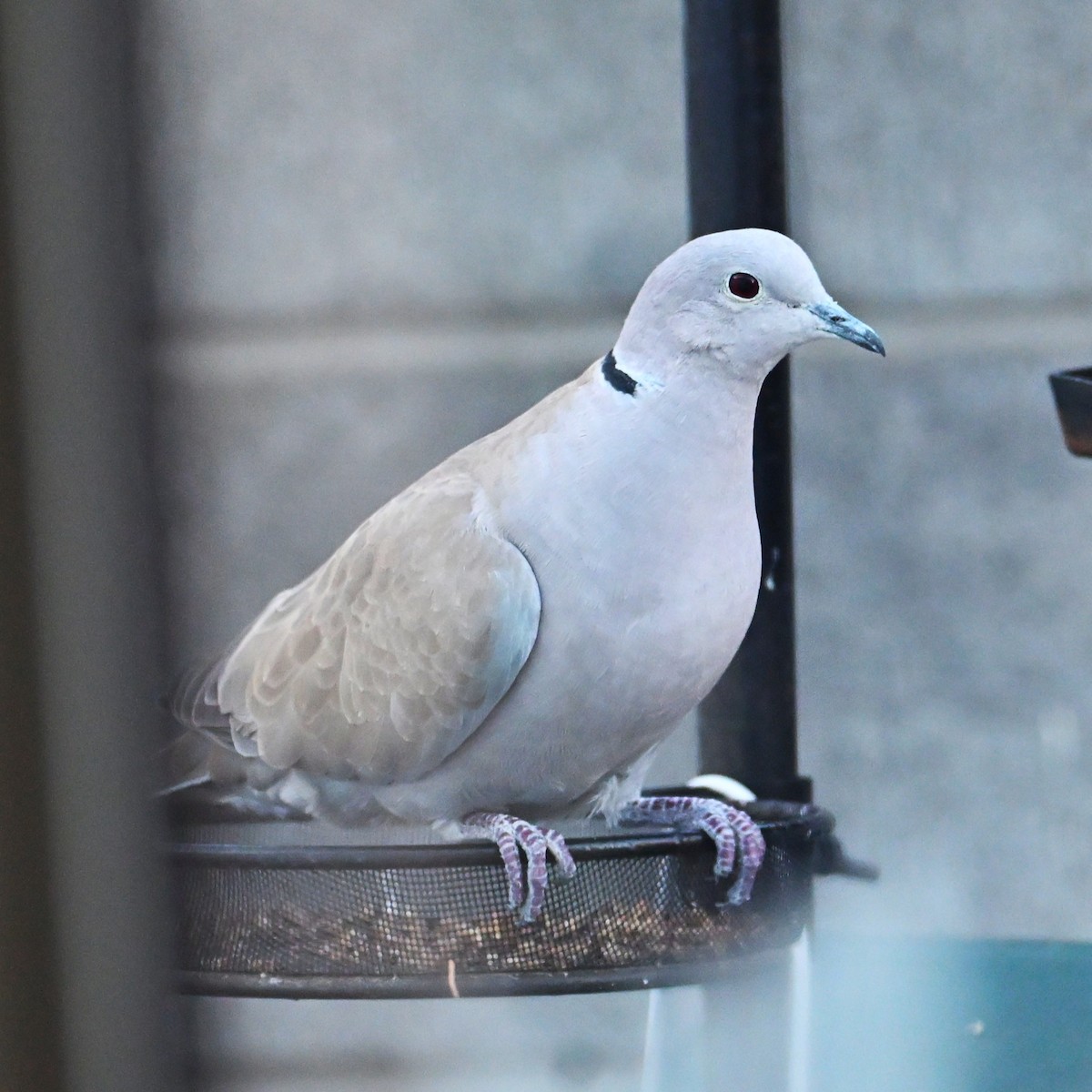Eurasian Collared-Dove - ML646953806