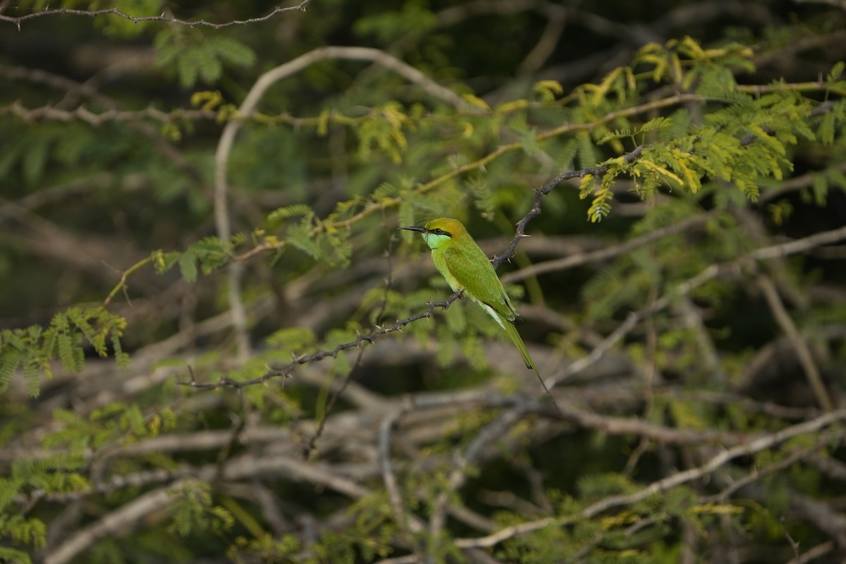Asian Green Bee-eater - ML646953807