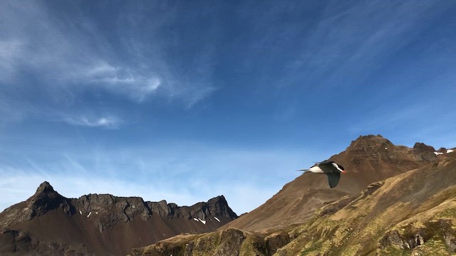 Antarctic Tern - ML646953808