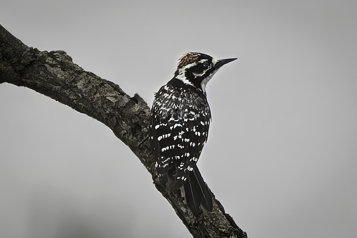 Nuttall's Woodpecker - ML646953809