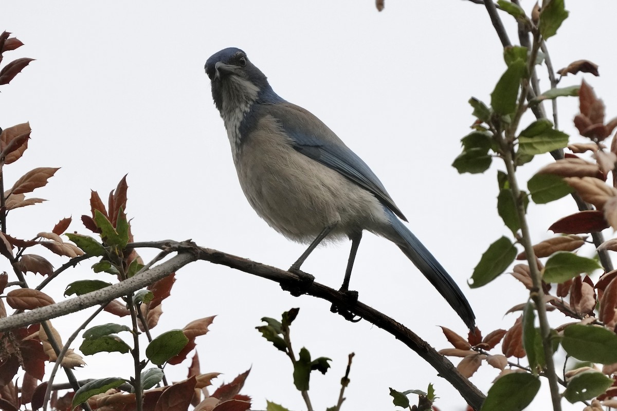 Geai buissonnier - ML646953810