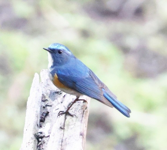 Himalayan Bluetail - ML646953811
