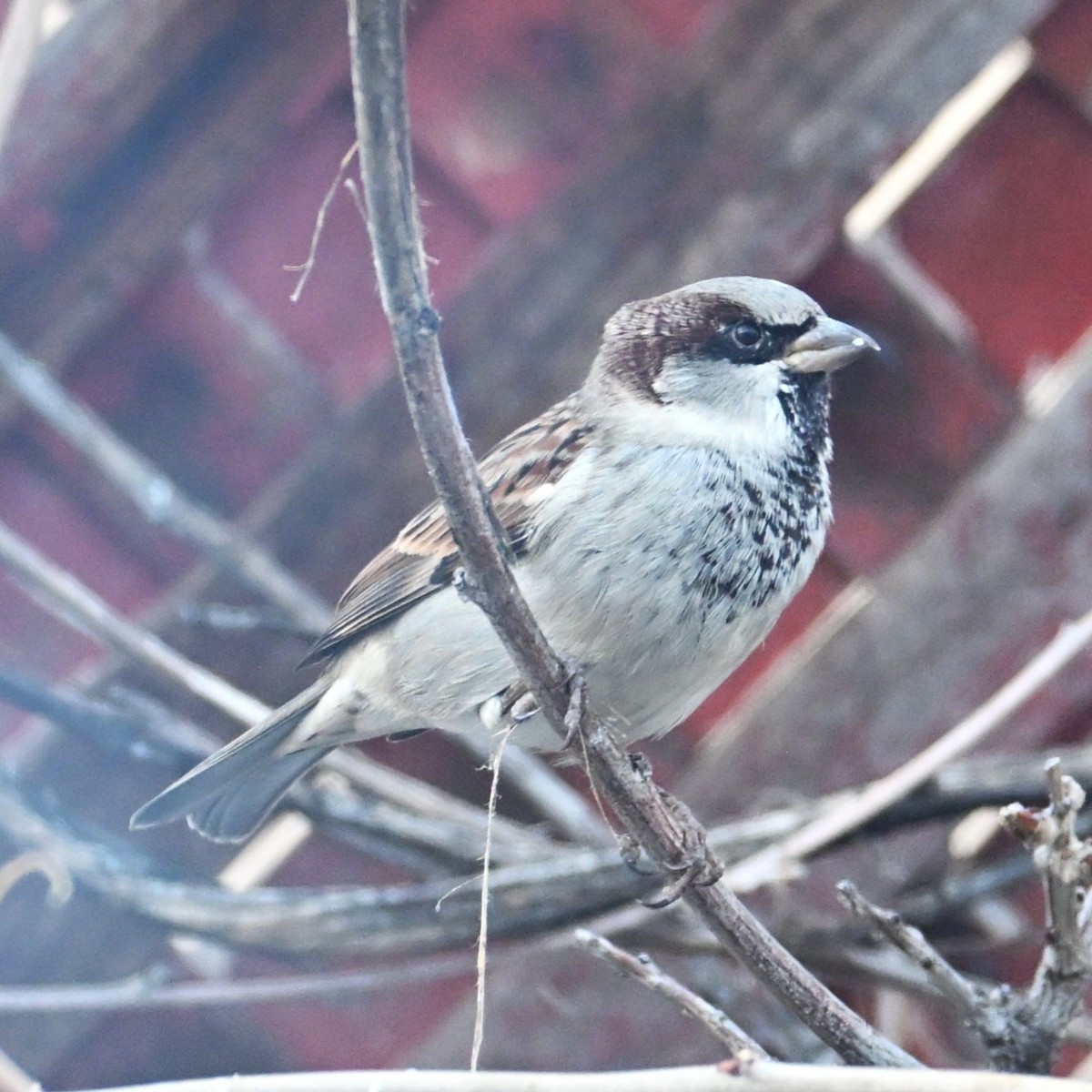 House Sparrow - ML646953812