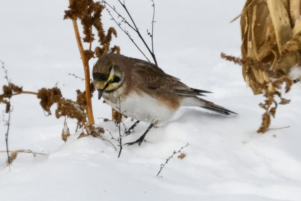 Horned Lark - ML646953813