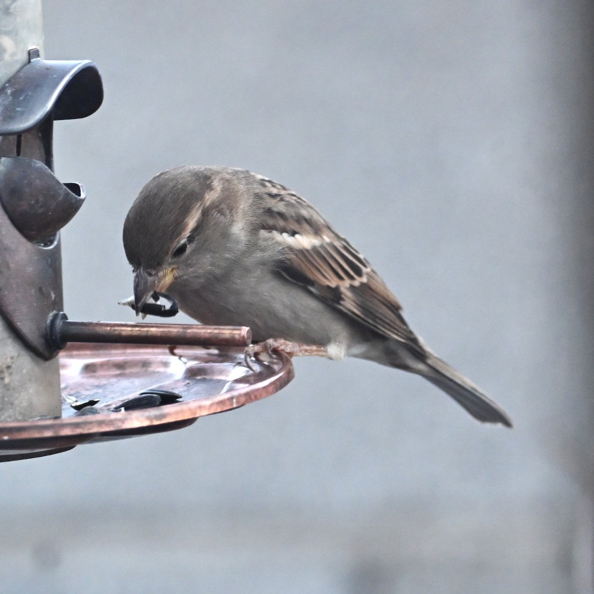 House Sparrow - ML646953814
