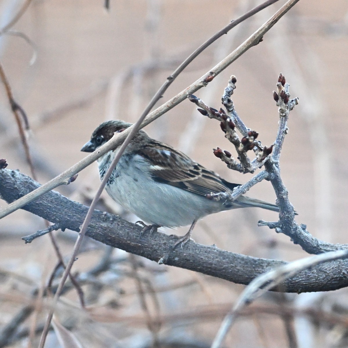 House Sparrow - ML646953815