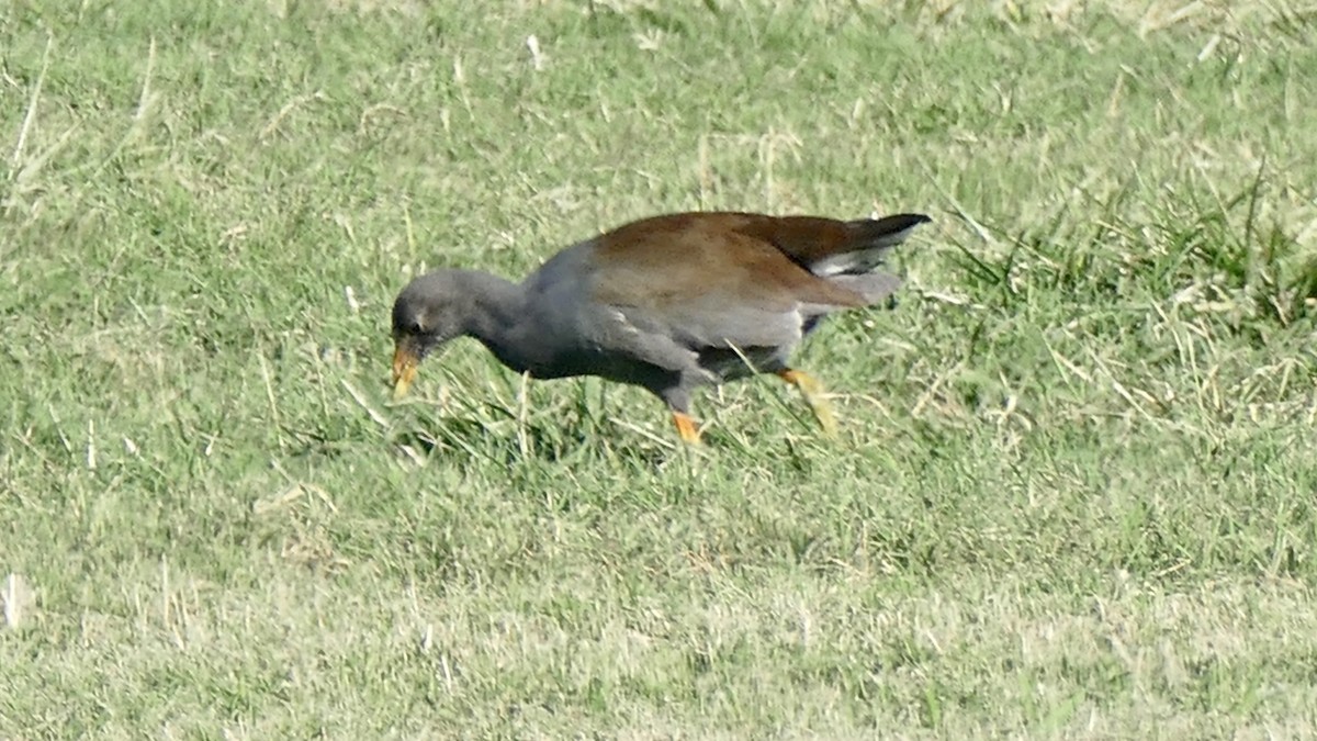 Common Gallinule (Hawaiian) - ML646953816