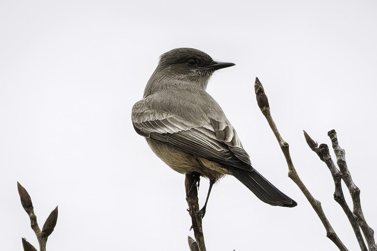 Say's Phoebe - ML646953817