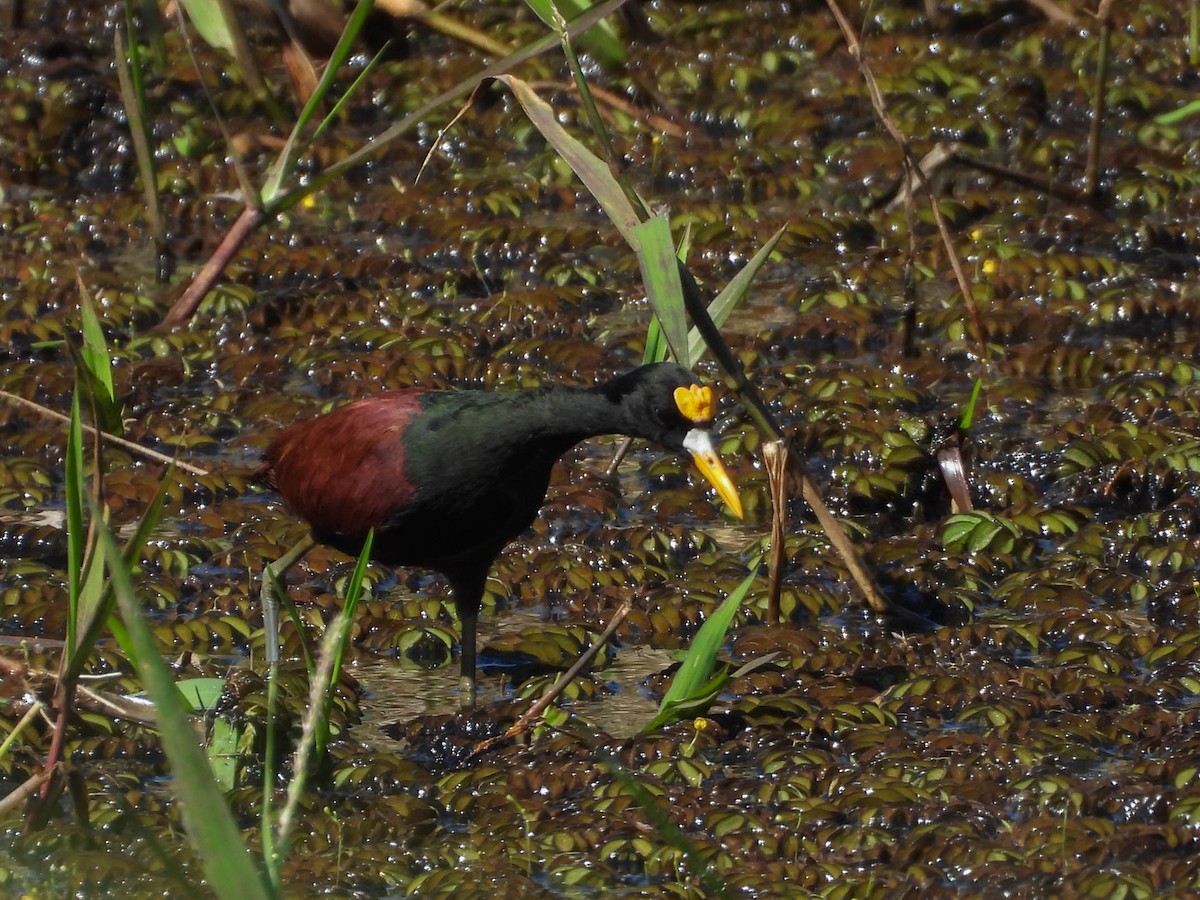 Northern Jacana - ML646953818