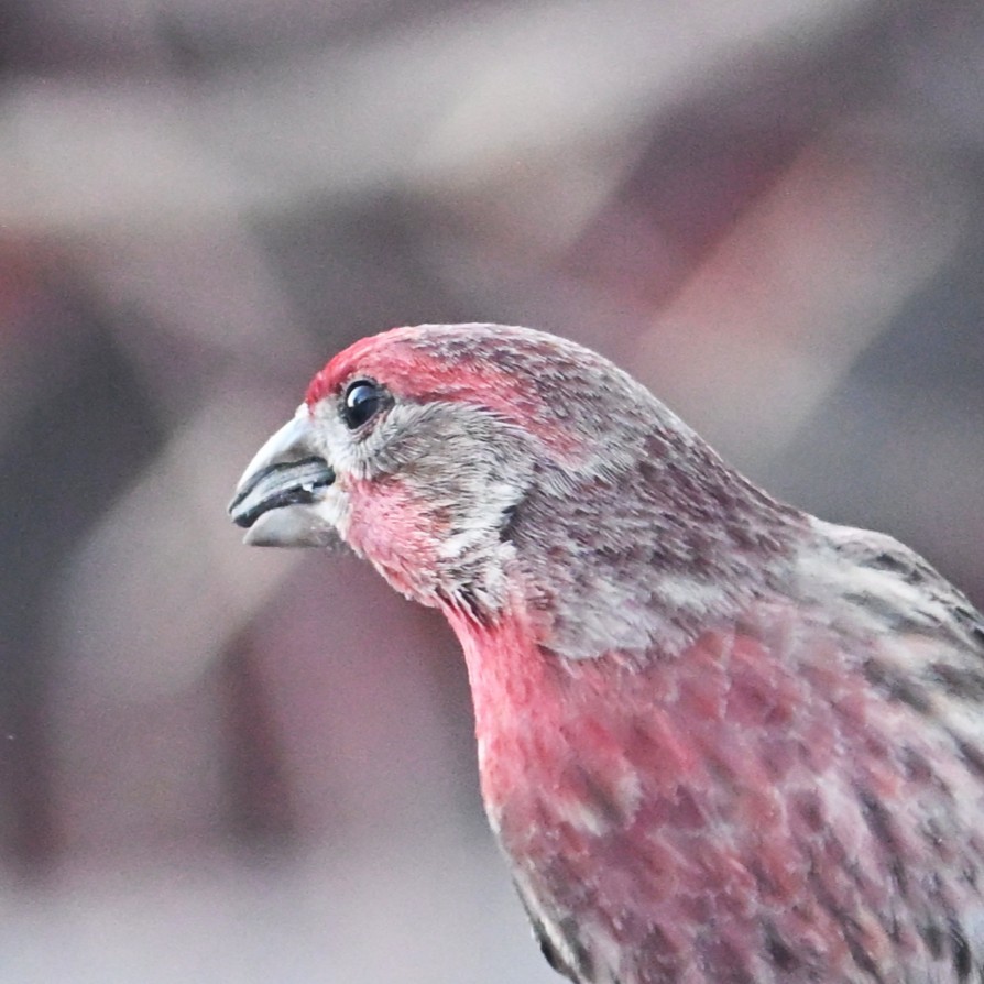 Roselin familier - ML646953819