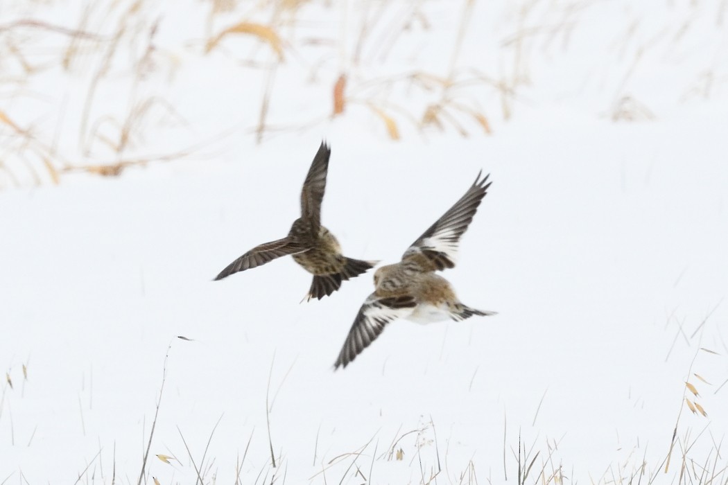 鐵爪鵐 - ML646953821