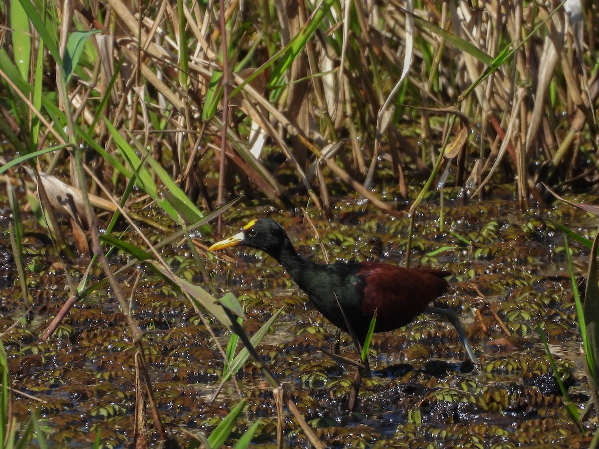 Northern Jacana - ML646953822