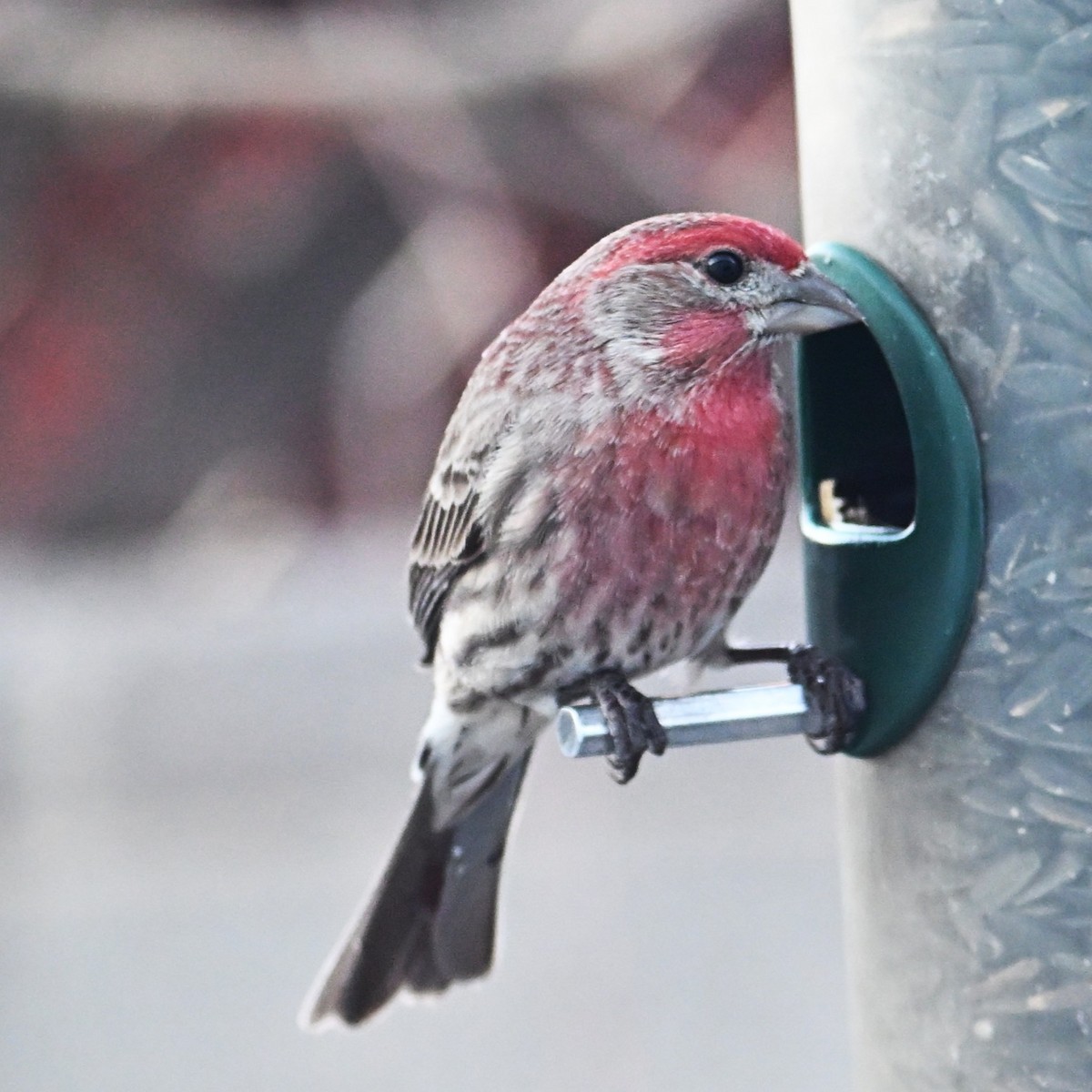 Roselin familier - ML646953823