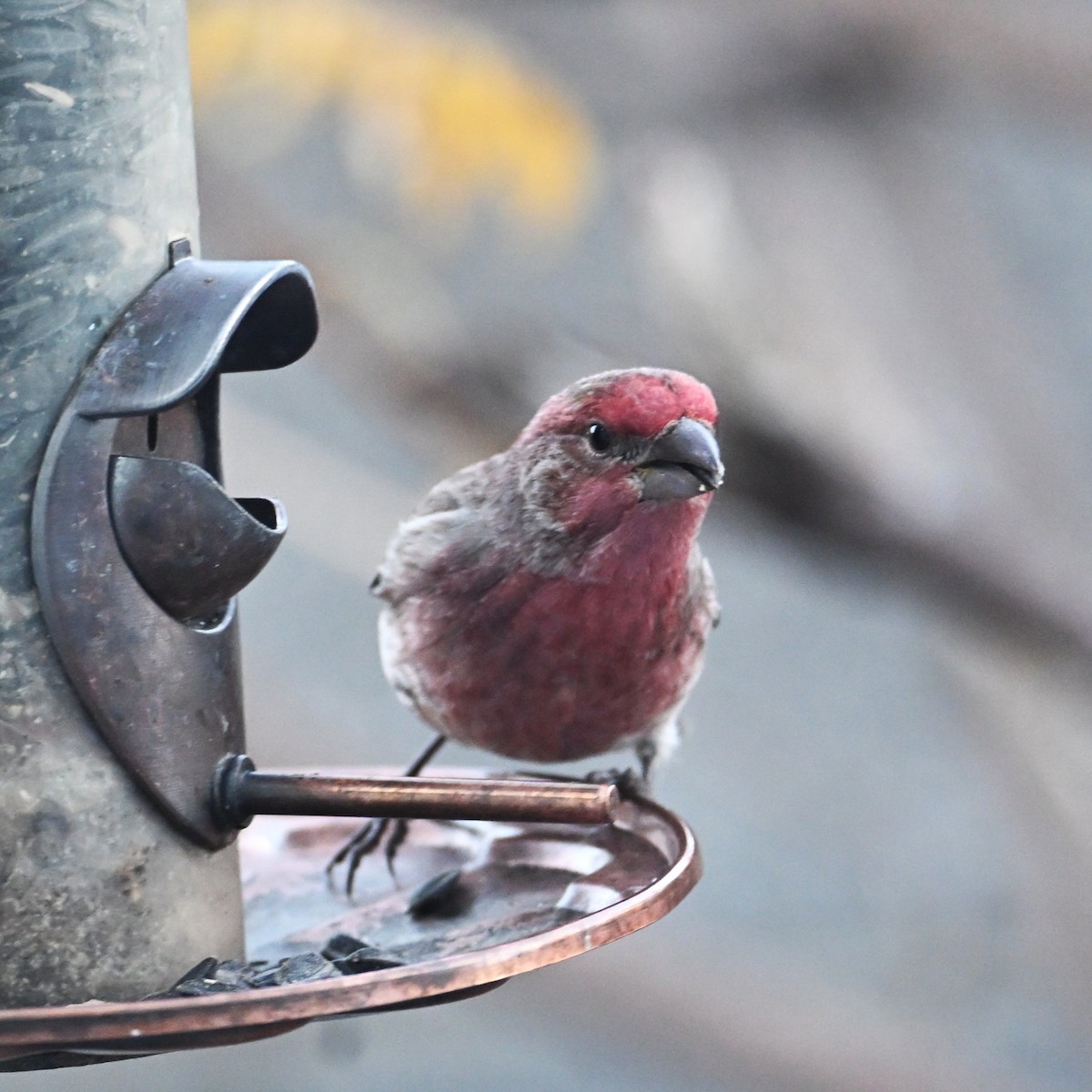 Roselin familier - ML646953824