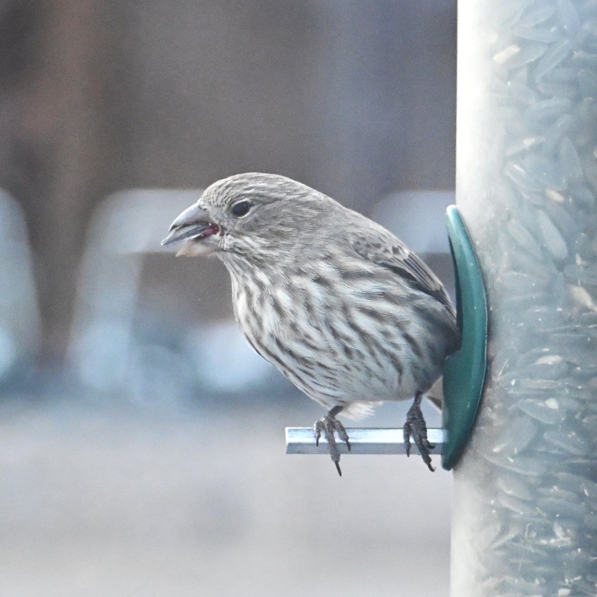 Roselin familier - ML646953825