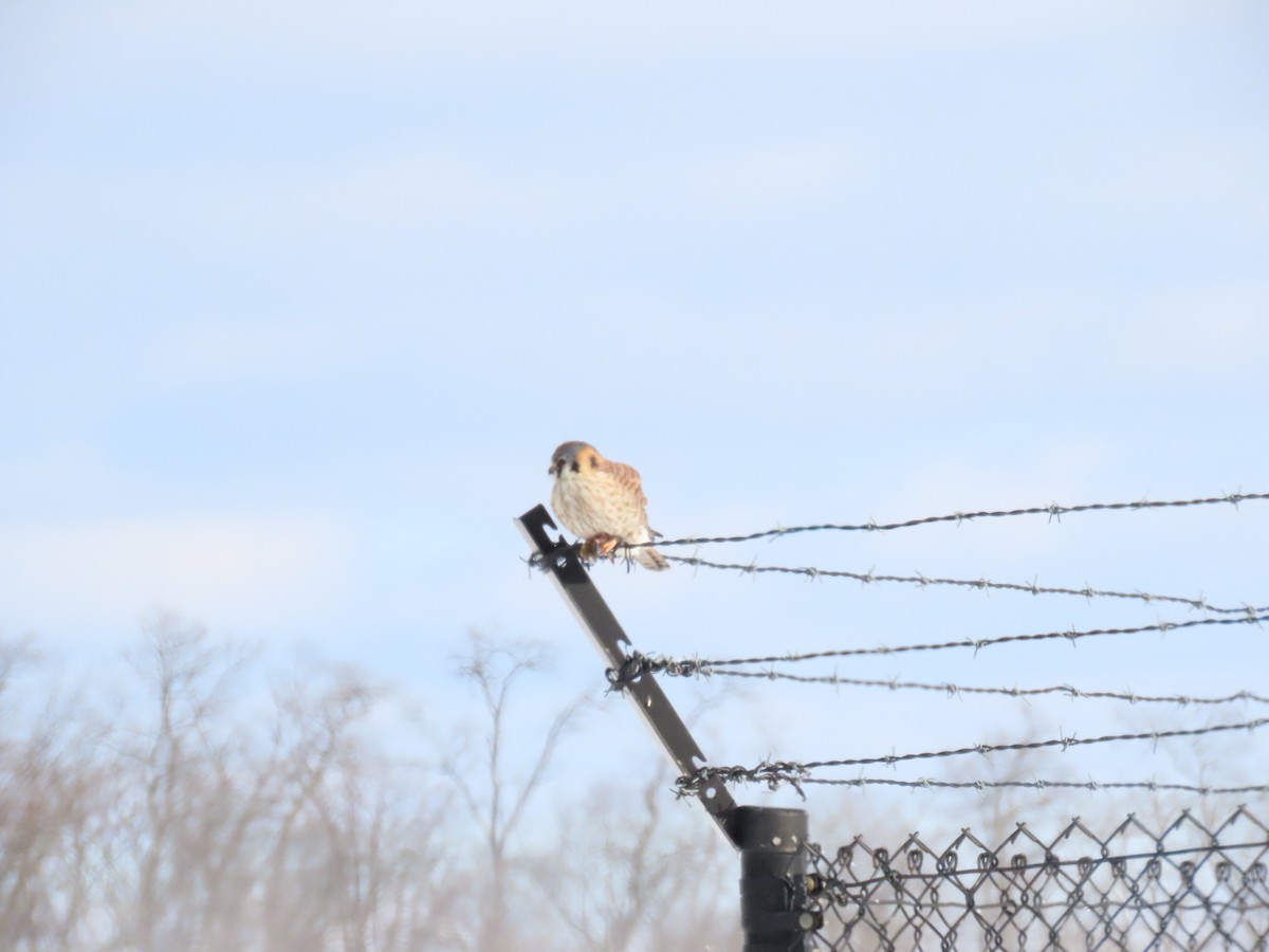 American Kestrel - ML646953826