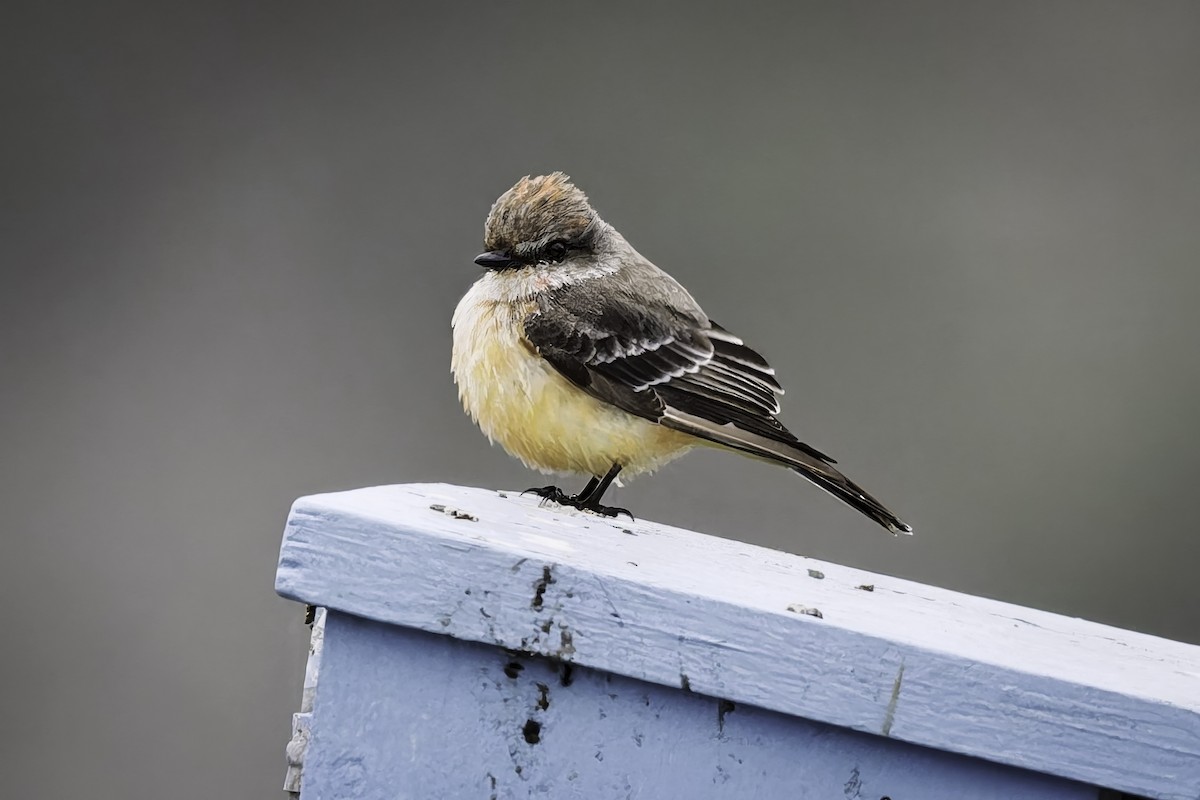 Vermilion Flycatcher - ML646953827