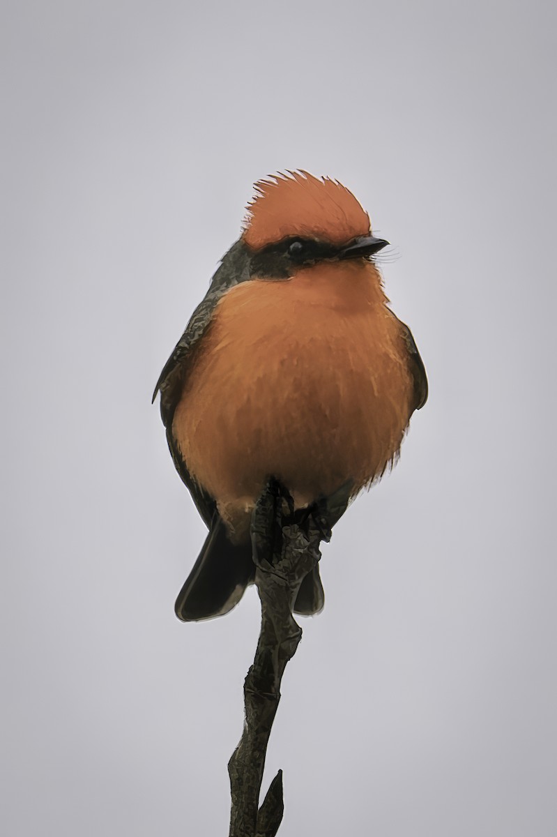 Vermilion Flycatcher - ML646953828