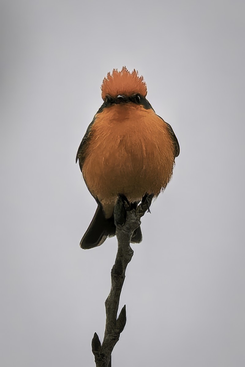 Vermilion Flycatcher - ML646953829