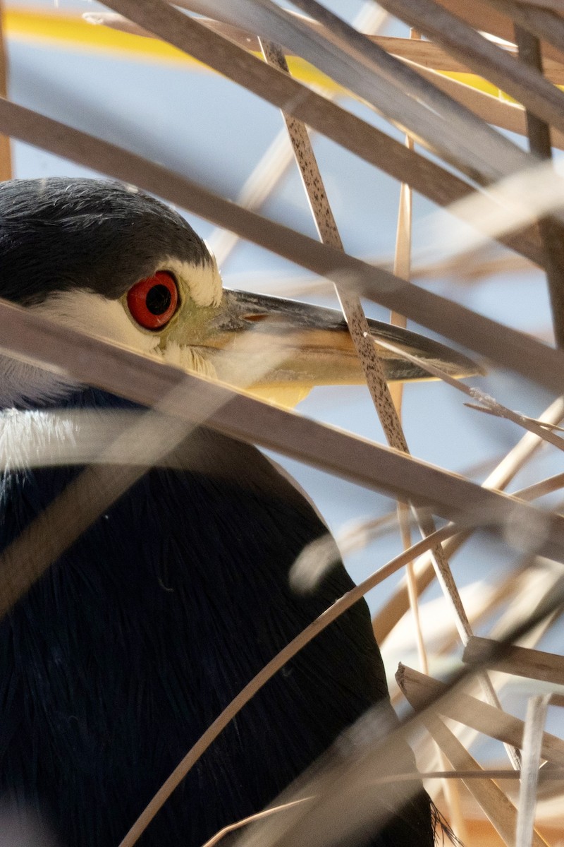 Black-crowned Night Heron - ML646953838