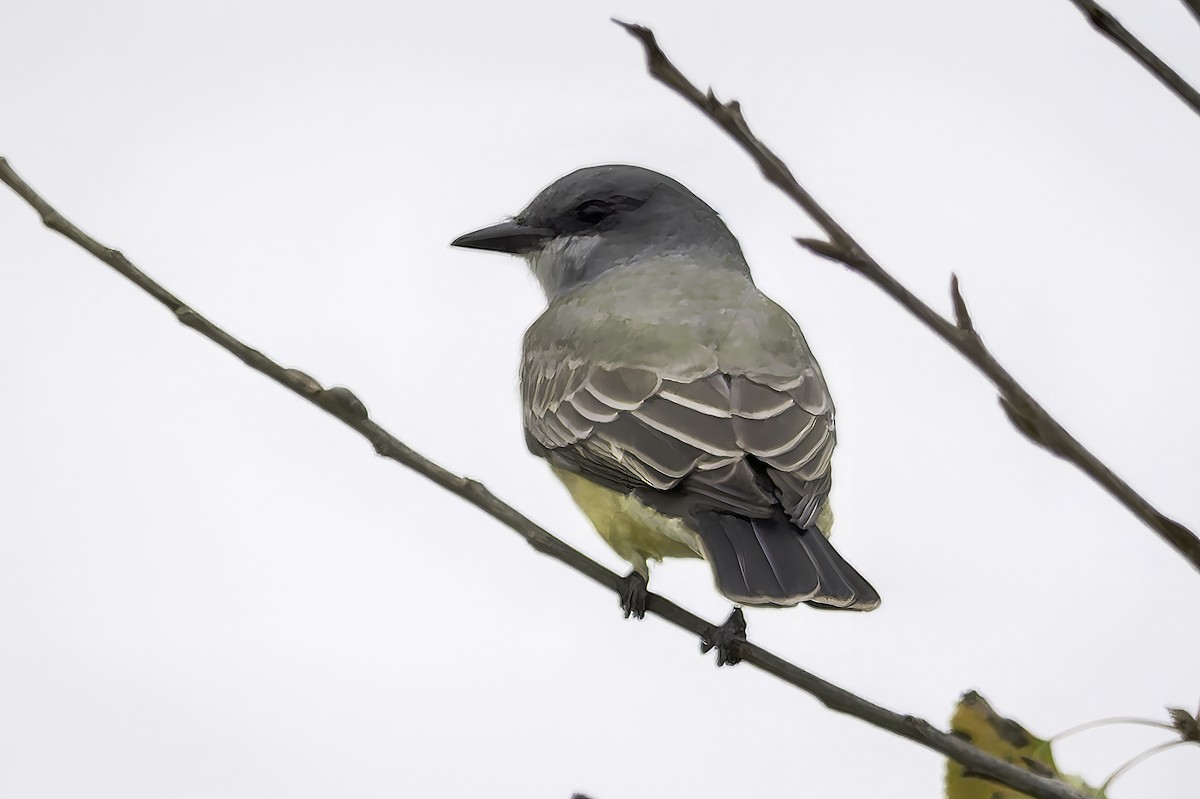 Cassin's Kingbird - ML646953840