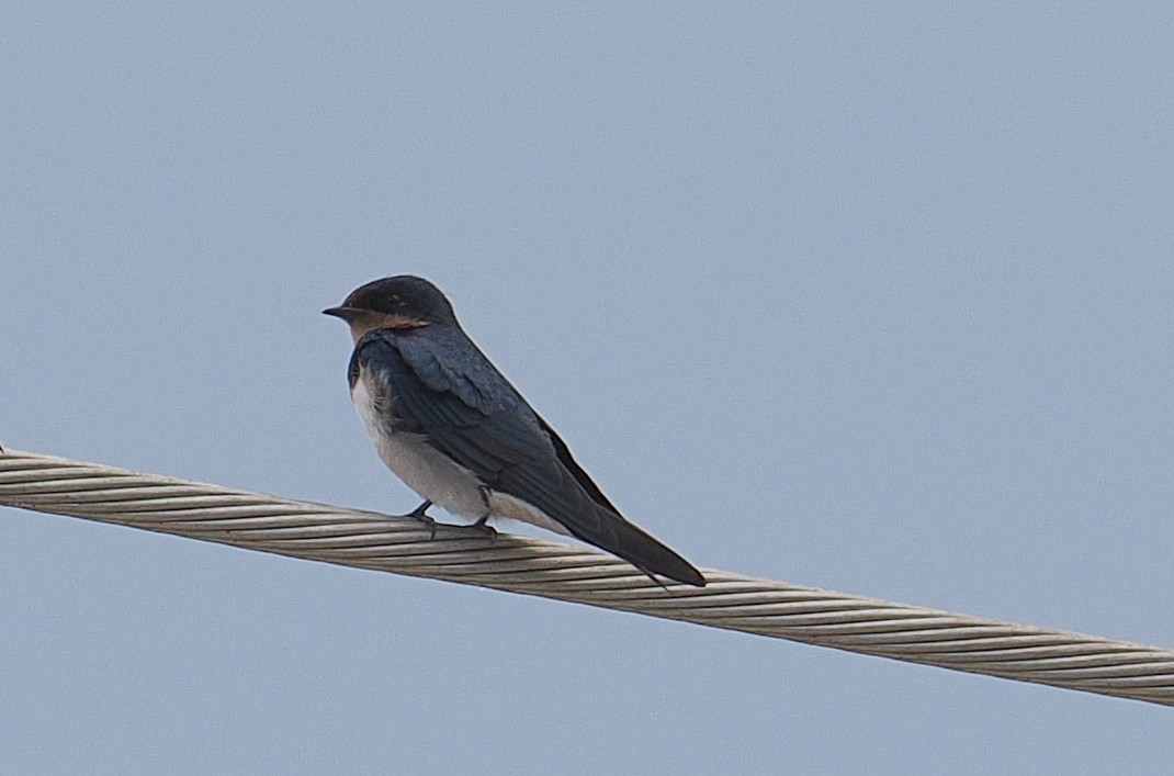 Ясківка червоноброва - ML646953843