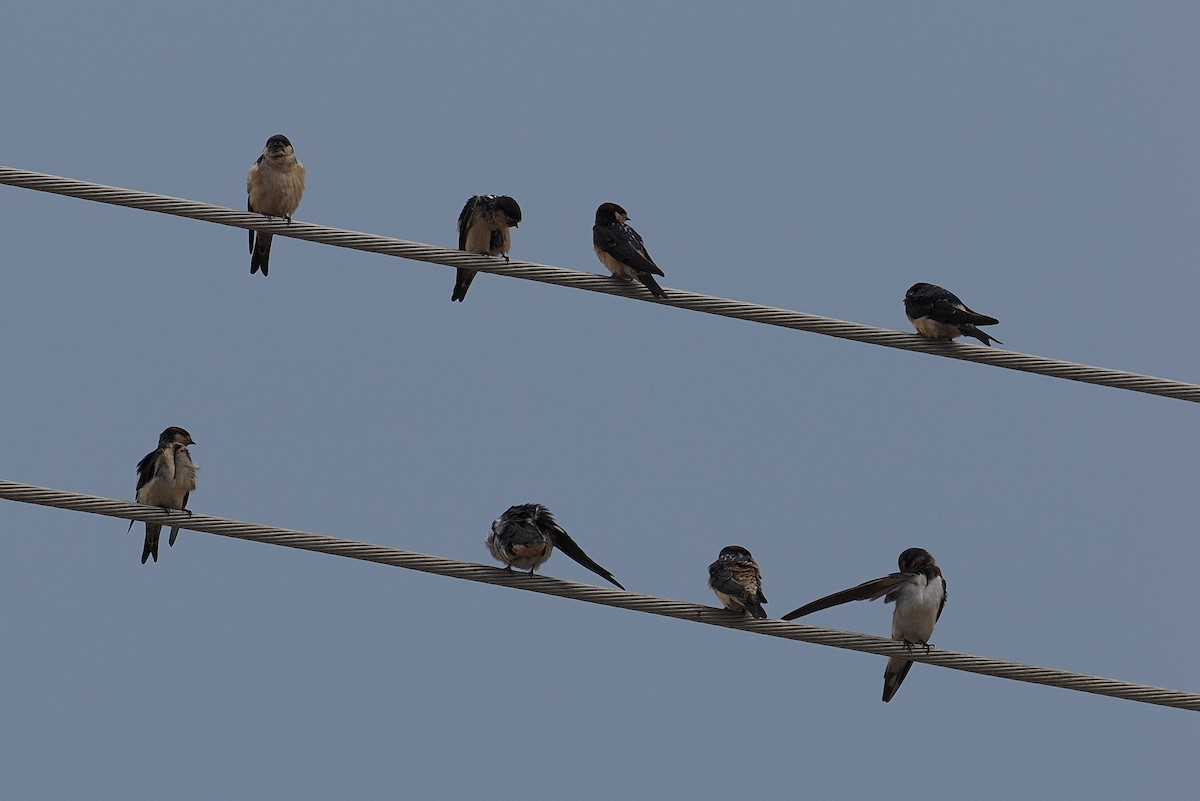 Ясківка червоноброва - ML646953844