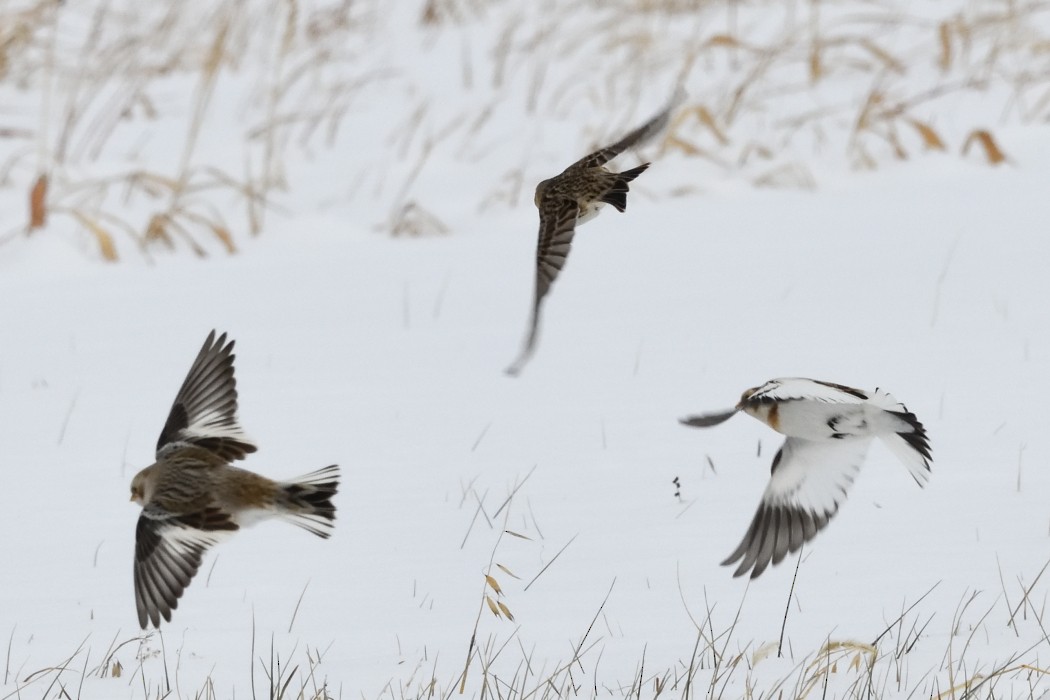 鐵爪鵐 - ML646953845