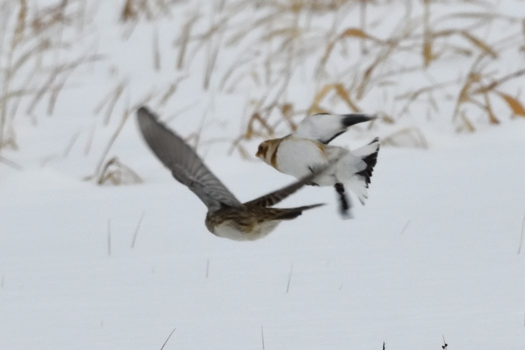 鐵爪鵐 - ML646953846