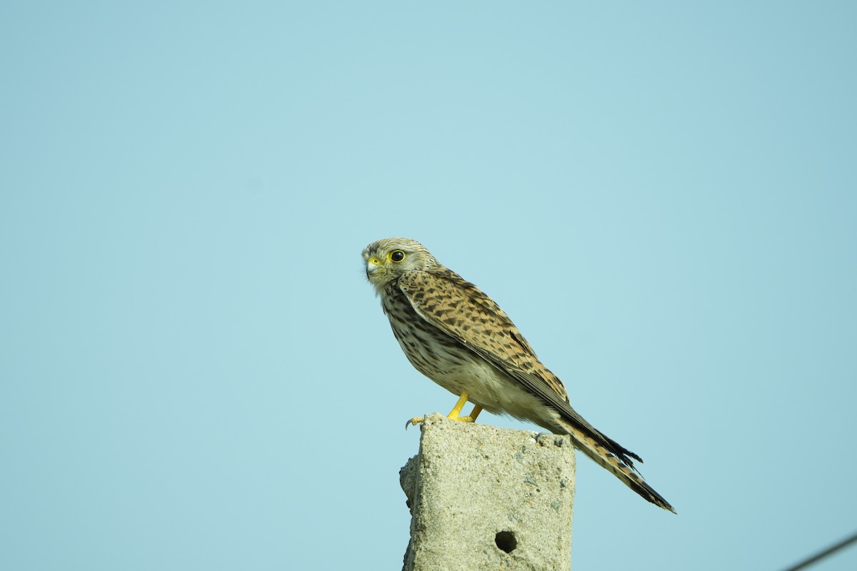 Eurasian Kestrel - ML646953852