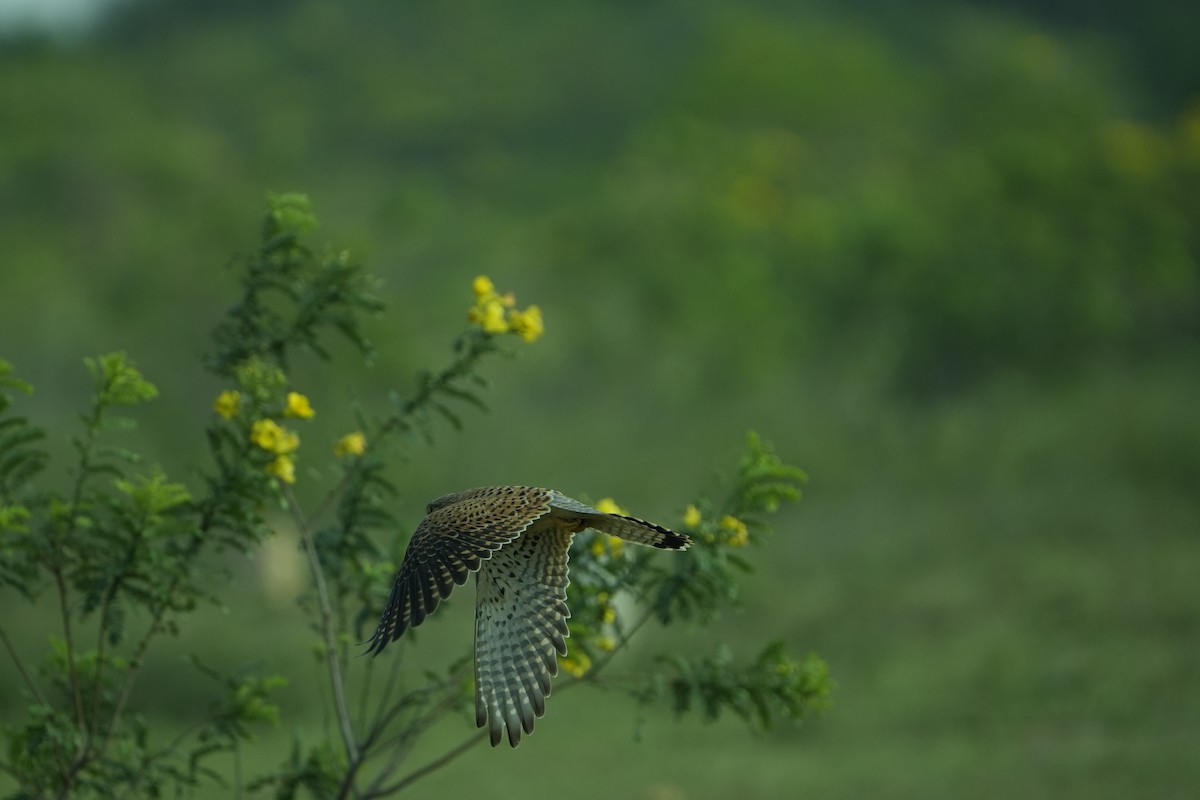 Eurasian Kestrel - ML646953853