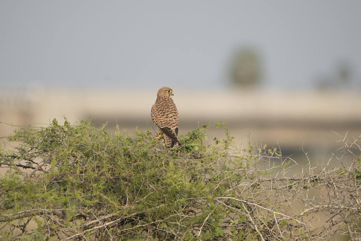 Eurasian Kestrel - ML646953854