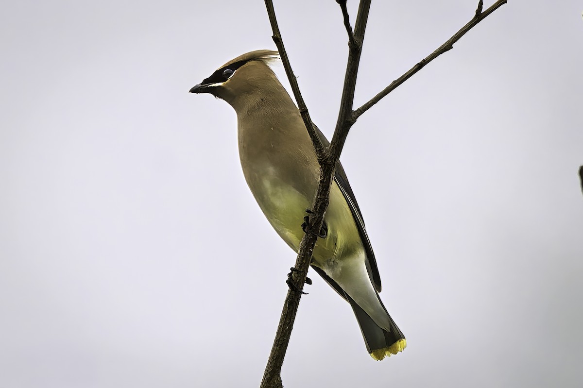 Cedar Waxwing - ML646953856