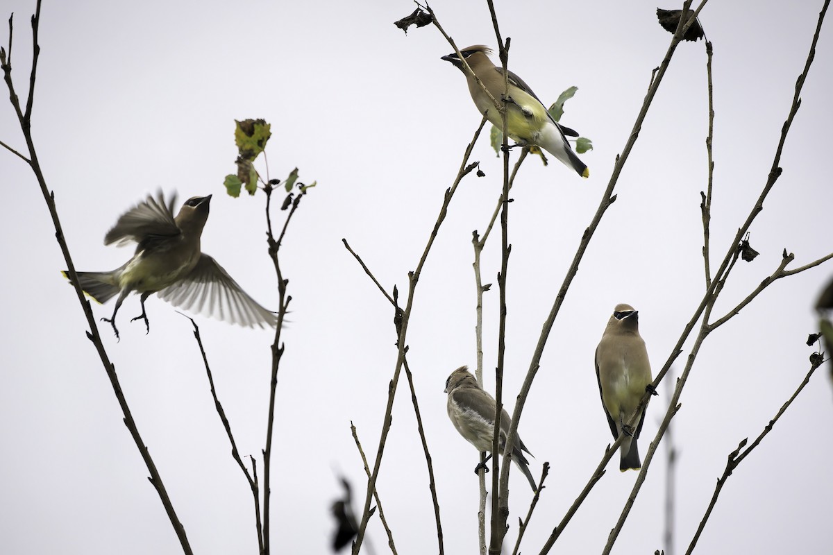 Cedar Waxwing - ML646953857