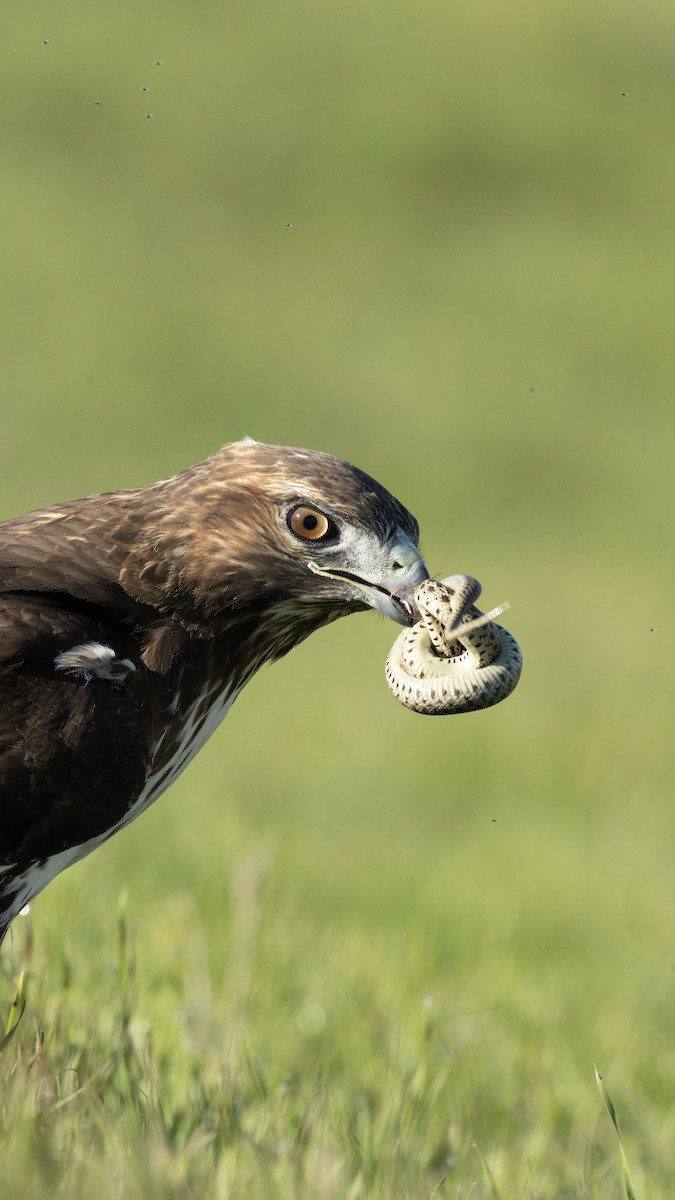 Red-tailed Hawk - ML646953858