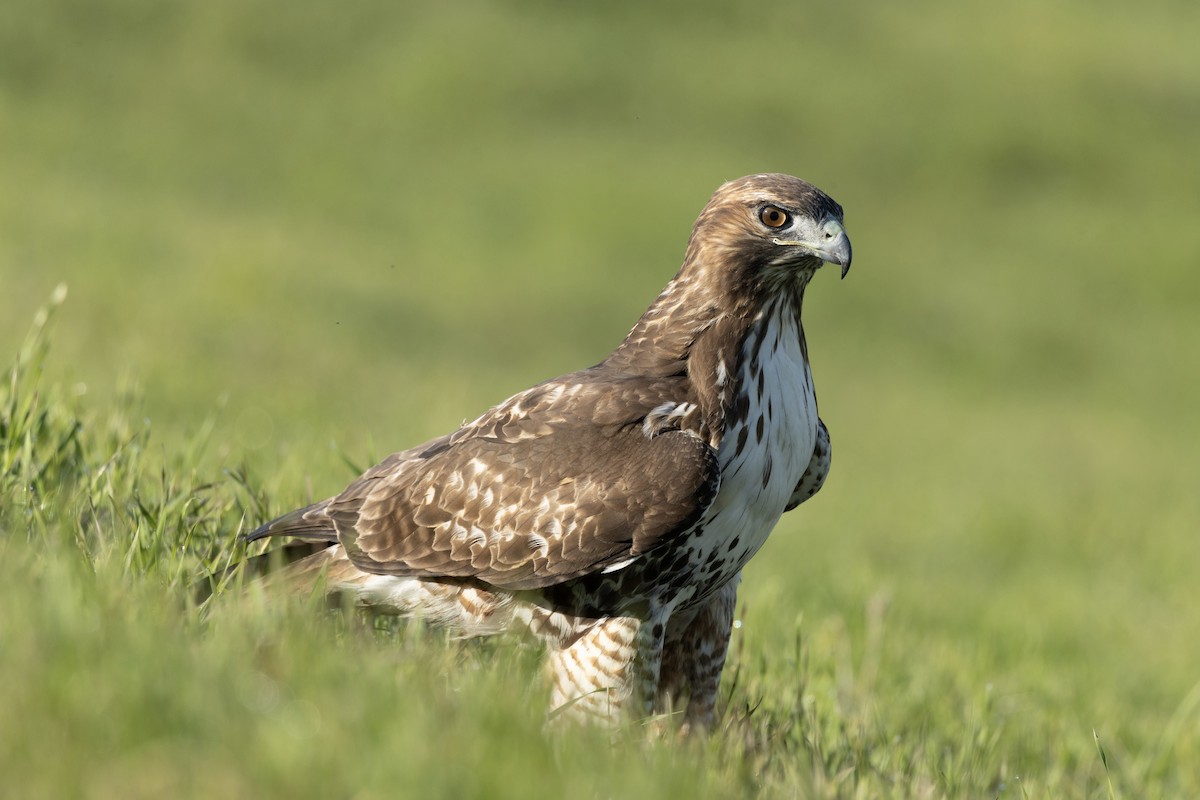 Red-tailed Hawk - ML646953859
