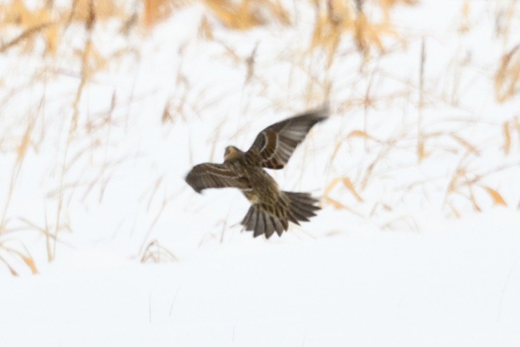 鐵爪鵐 - ML646953860