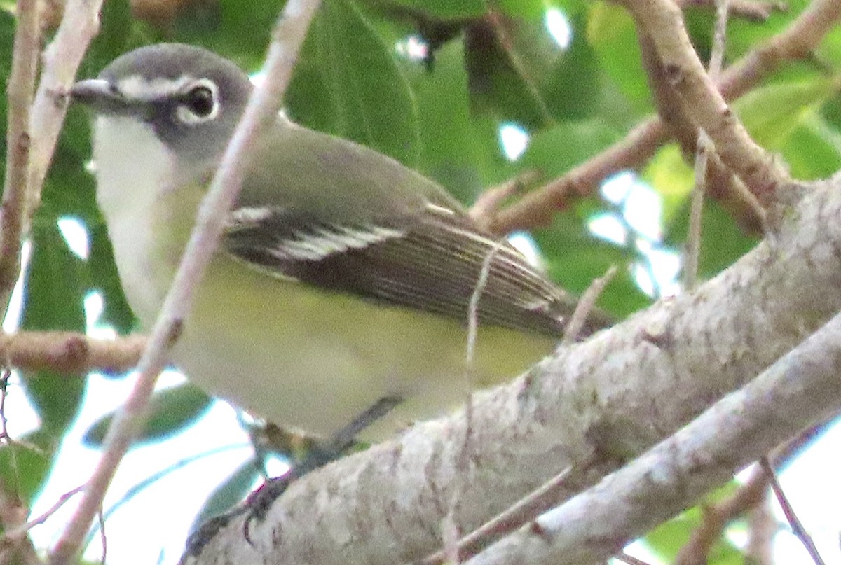 Bireo buru-urdina - ML646953861