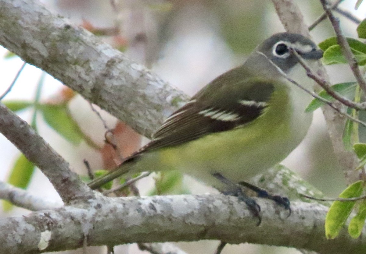 Bireo buru-urdina - ML646953862