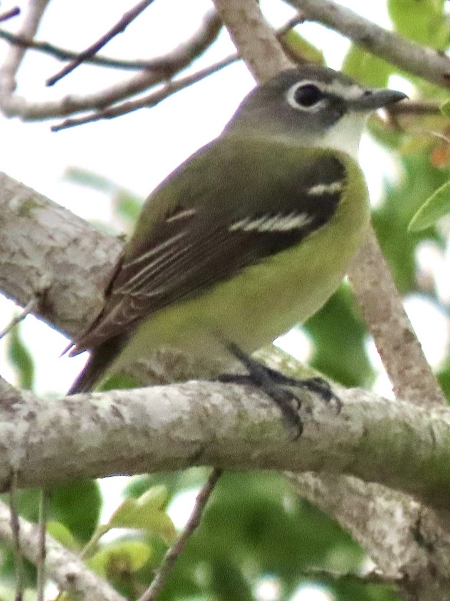 Bireo buru-urdina - ML646953863