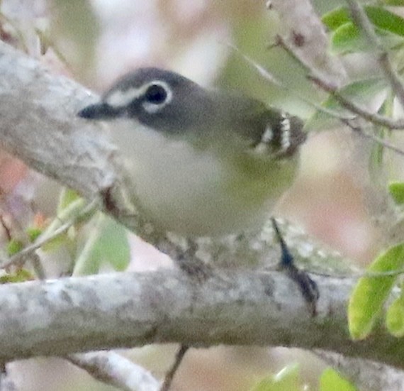 Bireo buru-urdina - ML646953864