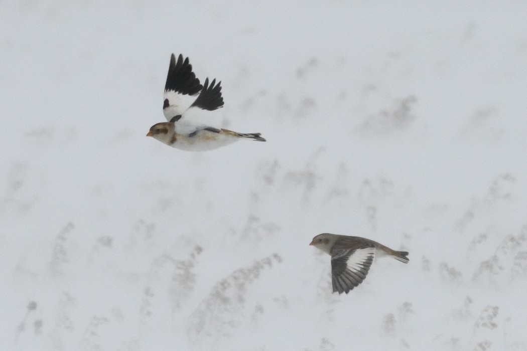 雪鵐 - ML646953867