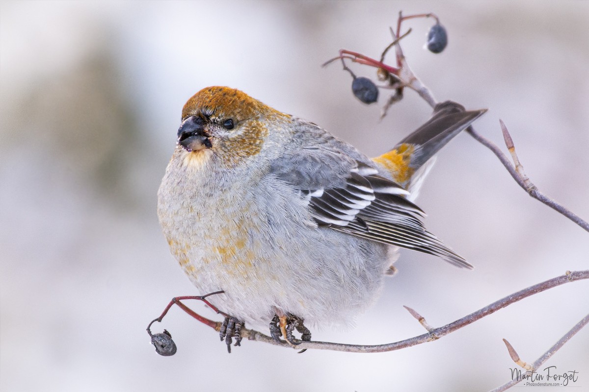 ギンザンマシコ - ML646953870