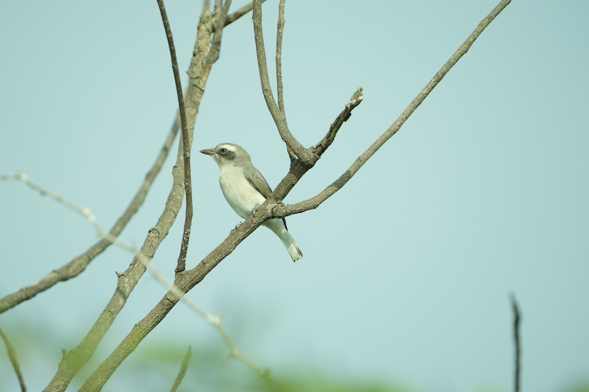 Common Woodshrike - ML646953871