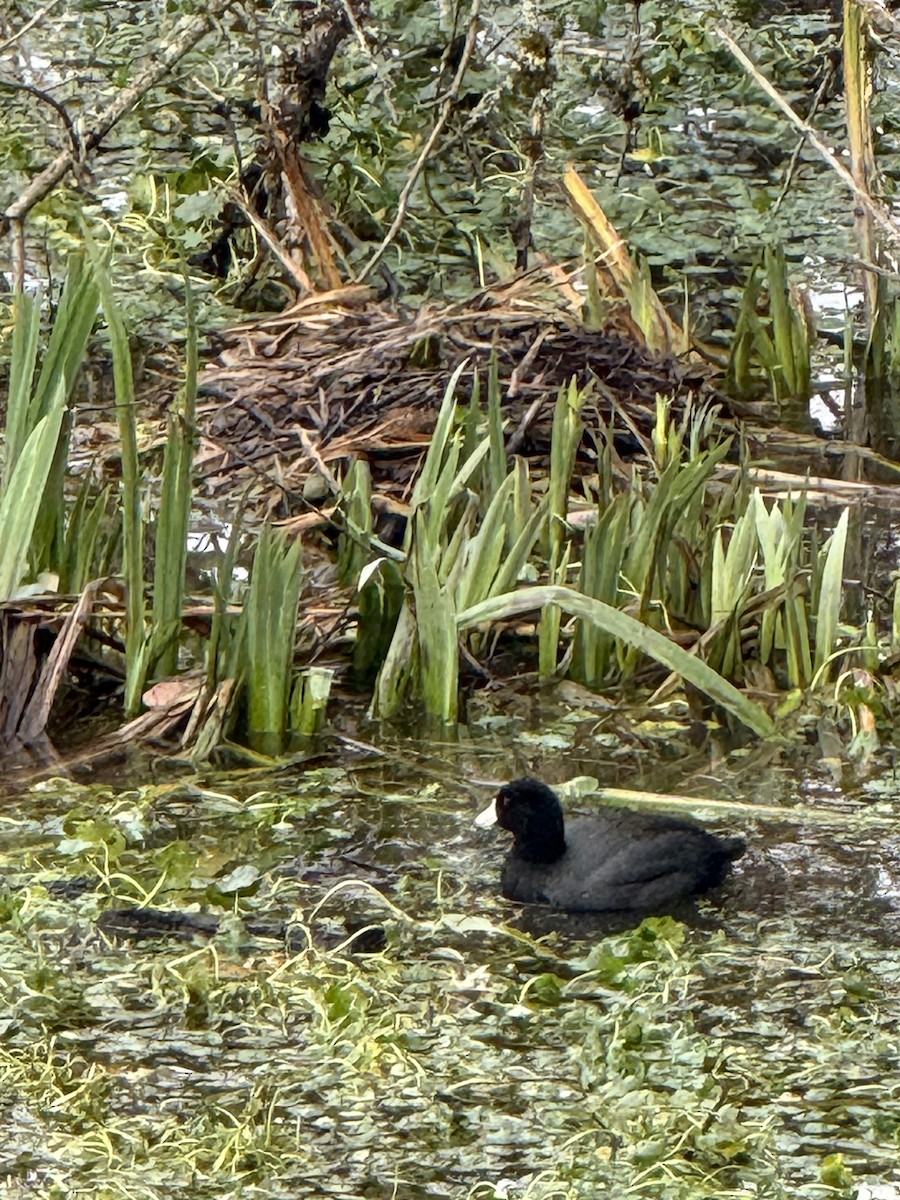 American Coot - ML646953872